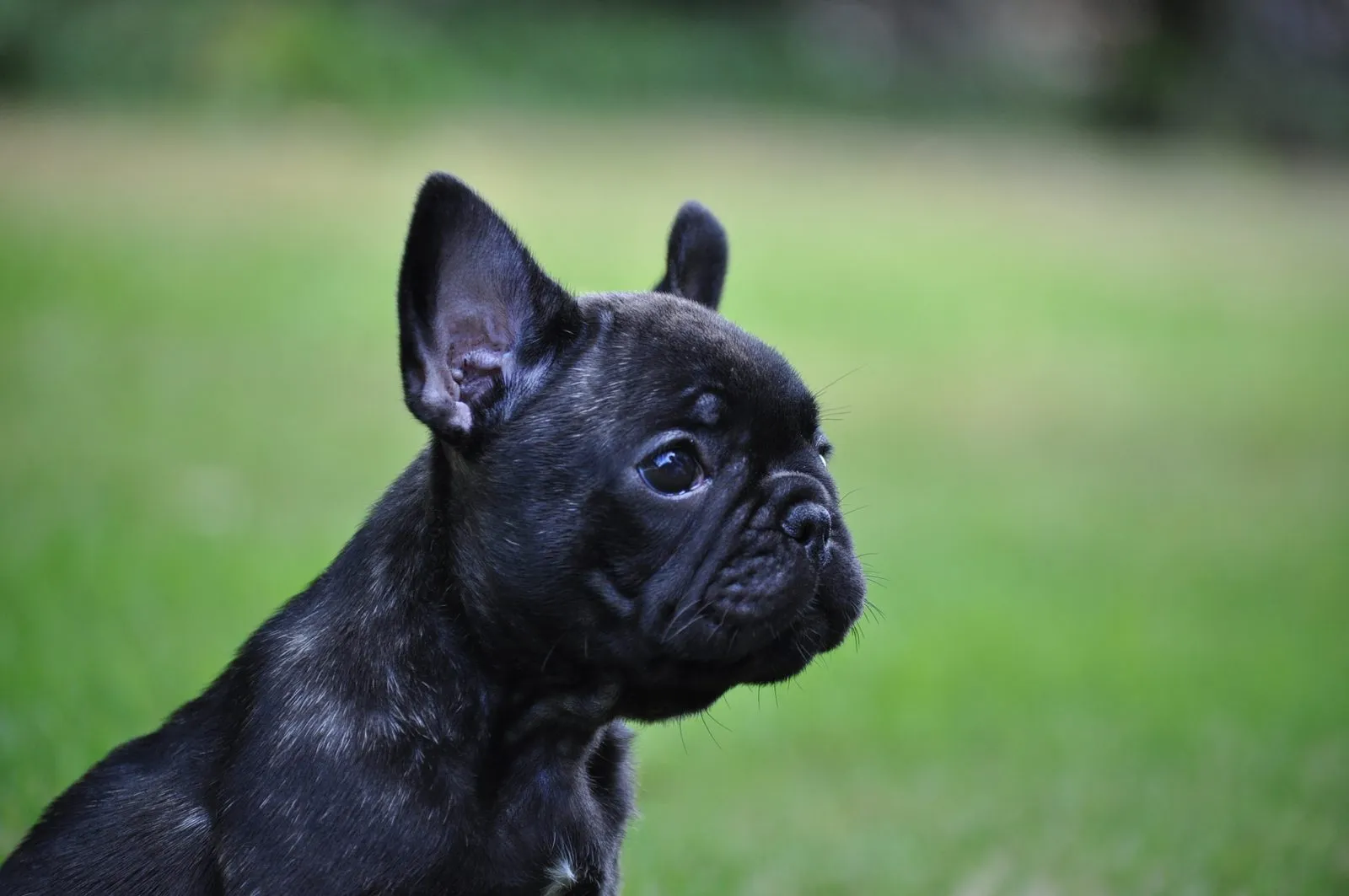 Close-up of a dark brindle French Bulldog puppy against green grass.