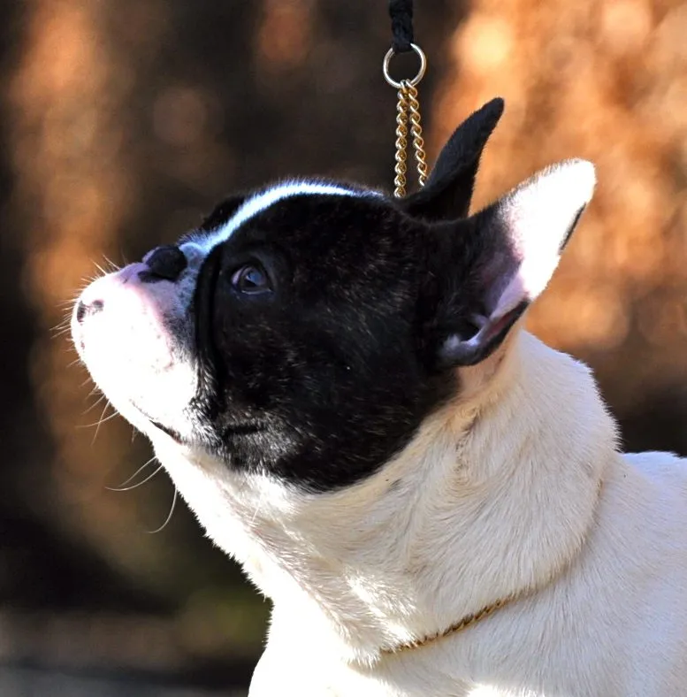 Close-up of the same pied French Bulldog’s head, seen from the side.