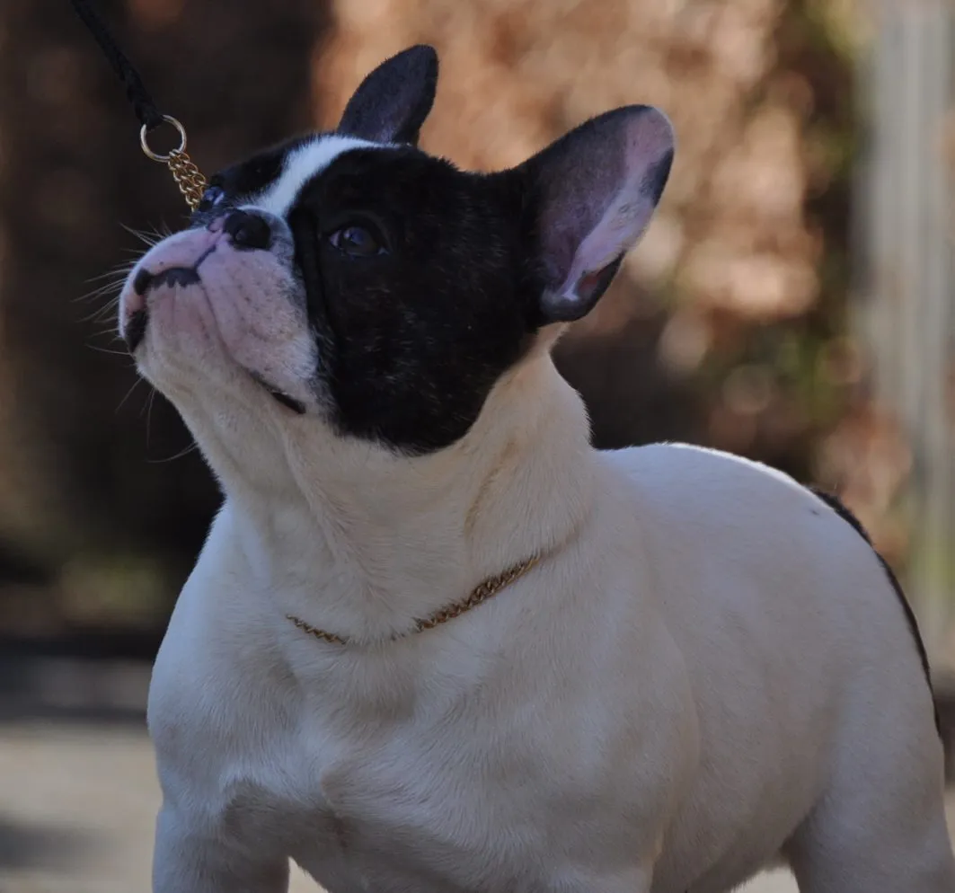 Close-up of a pied French Bulldog on a show lead, looking up.