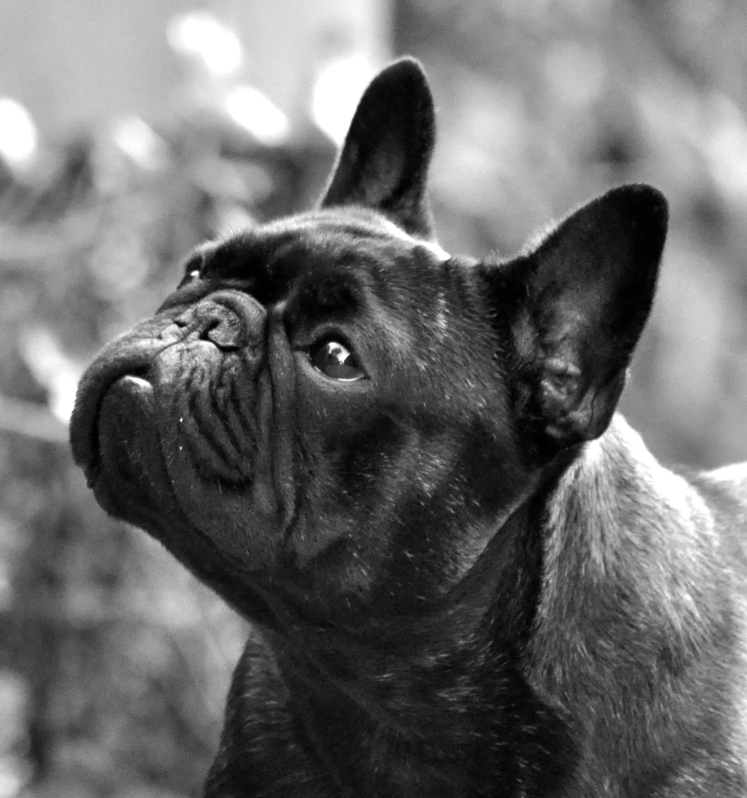 Black and white close-up of a dark French Bulldog looking up.