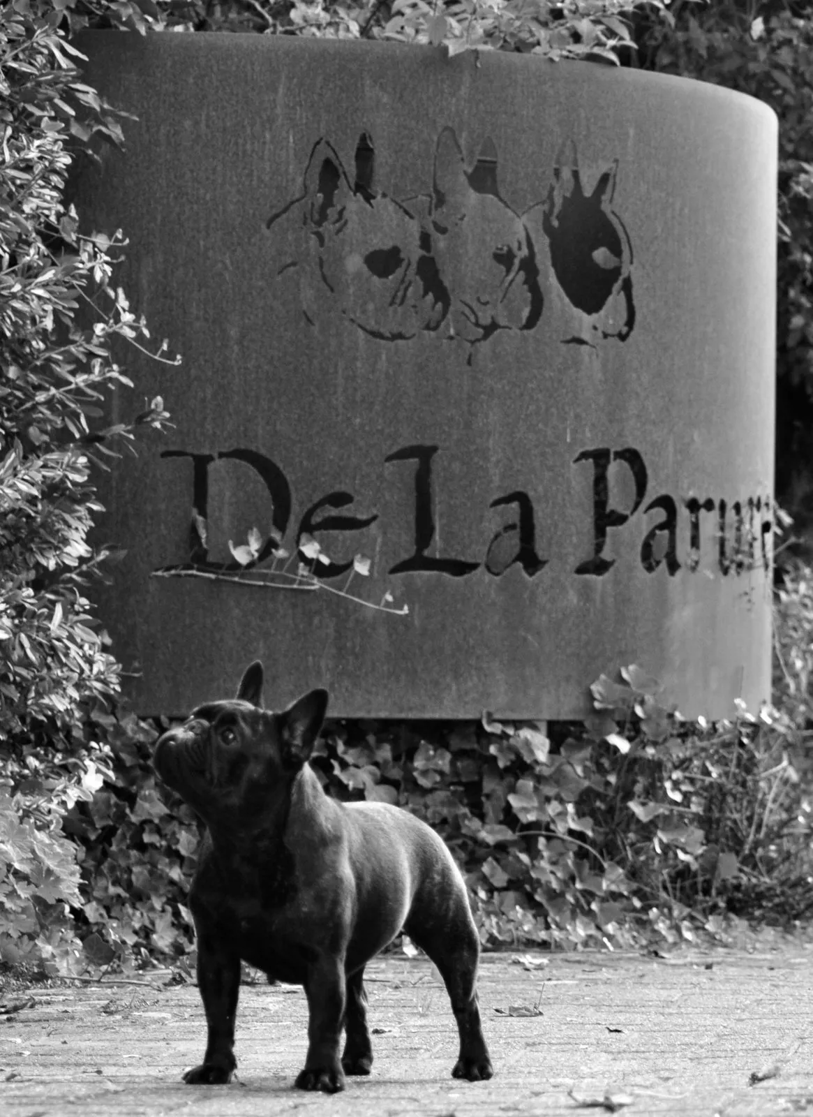 Black and white photo of a French Bulldog standing in front of a stone wall engraved with “De La Parure”.