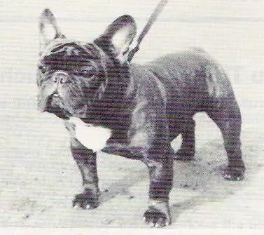 A dark brindle French Bulldog with a white patch on the chest, standing on a lead.