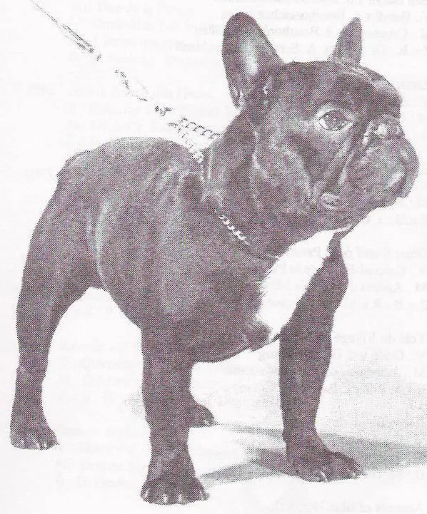 A dark French Bulldog with a white patch on the chest, standing on a chain lead.