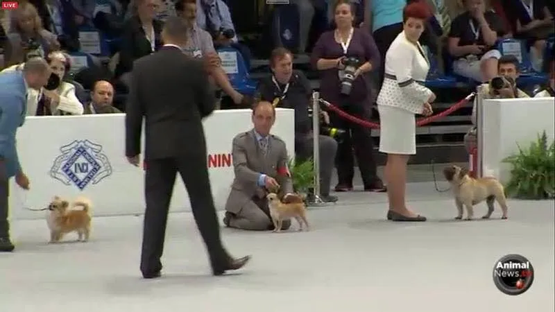 A group ring at a large indoor show: handlers stand several dogs while a judge walks past.