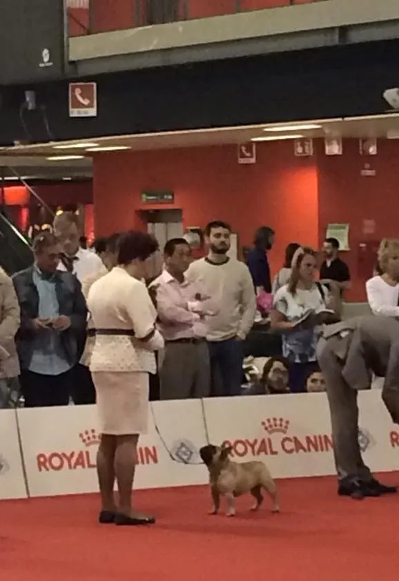A handler stands a fawn French Bulldog in a show ring with red carpet, watched by spectators.
