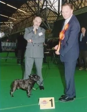 At an indoor show, a man in a grey suit looks on as a handler wearing a rosette stands a brindle French Bulldog by the number 1 card.